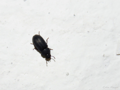 Tenebrioninae