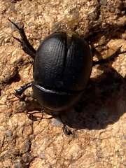 Geotrupes opacus