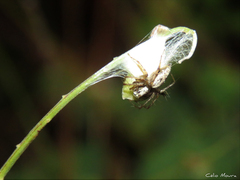 Oxyopes salticus