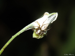 Oxyopes salticus