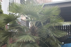 Trachycarpus