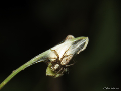 Oxyopes salticus