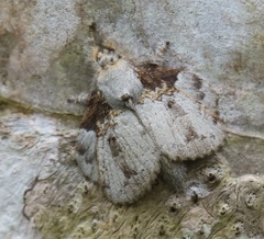 Lasiocampoidea