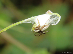 Oxyopes salticus