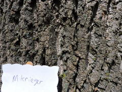 Liriodendron tulipifera