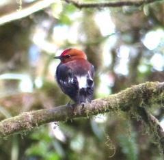 Machaeropterus deliciosus