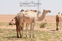 Camelus dromedarius