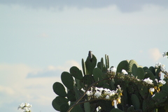 Melanerpes hypopolius