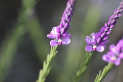 Comesperma virgatum