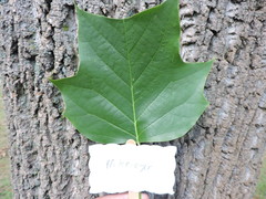 Liriodendron tulipifera