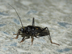 Rasahus hamatus