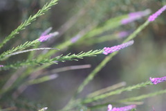 Comesperma virgatum