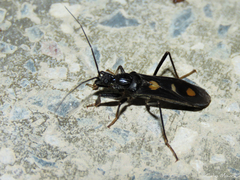 Rasahus hamatus