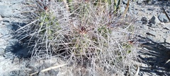 Echinocereus enneacanthus enneacanthus