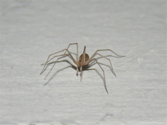 Cithaeron praedonius