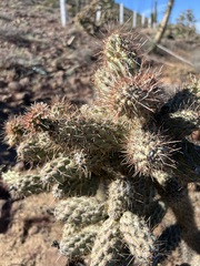 Cylindropuntia