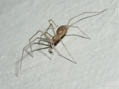 Cithaeron praedonius