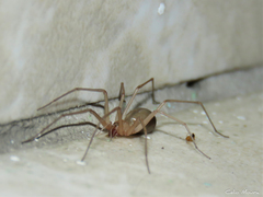 Cithaeron praedonius