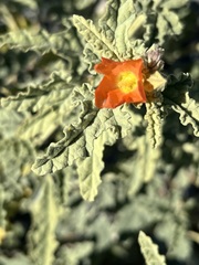 Sphaeralcea ambigua