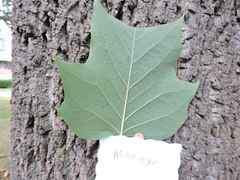 Liriodendron tulipifera