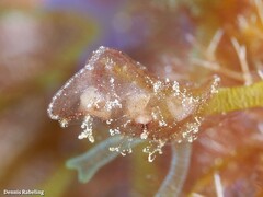 Vallicula multiformis