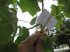Liriodendron tulipifera