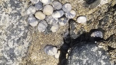 Nerita scabricosta