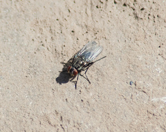 Muscidae