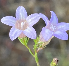 Wahlenbergia paniculata