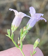 Wahlenbergia paniculata