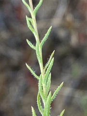 Wahlenbergia paniculata