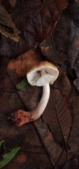Amanita brunneolocularis
