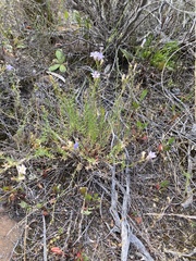 Wahlenbergia paniculata