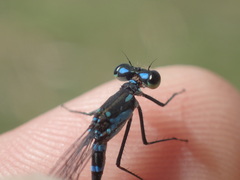 Cyanallagma bonariense