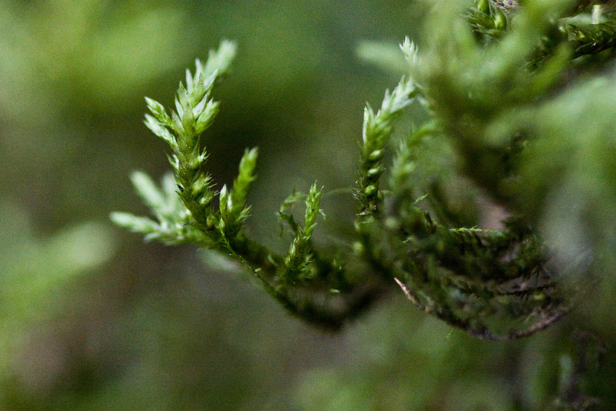 Leucodontaceae