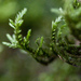 Leucodontaceae - Photo (c) Ken-ichi Ueda,  זכויות יוצרים חלקיות (CC BY)