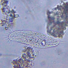 Hypotrichia