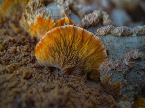 Spindulinis Raukšliagrybis nuotrauka