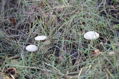 Psathyrella