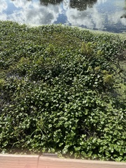 Hydrocotyle umbellata