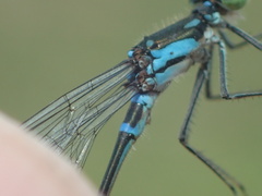 Cyanallagma bonariense