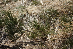 Ephedra monosperma