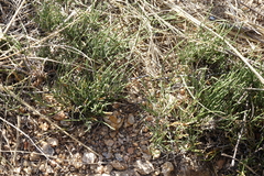 Ephedra monosperma