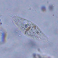 Hypotrichia