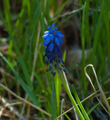 Muscari
