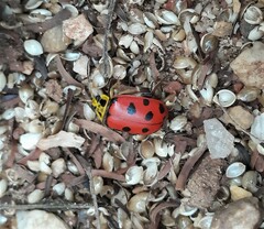 Alagoasa nigromaculata