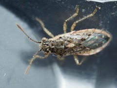 Brachycarenus tigrinus