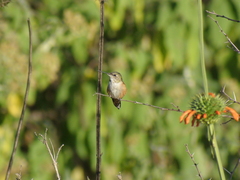 Selasphorus platycercus