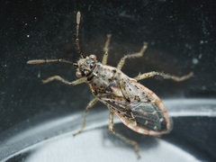 Brachycarenus tigrinus