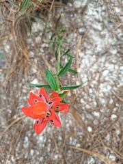 Castilleja nervata
